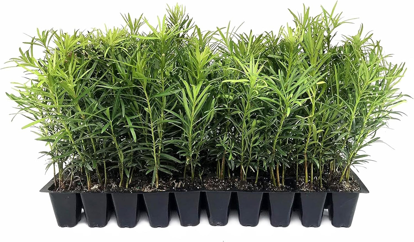 Podocarpus Macrophyllus Japanese Yew | 30 Live Plants | Podocarpus macrophyllus | Privacy Hedge Shrub | Evergreen Landscaping Plants for Gardens & Borders