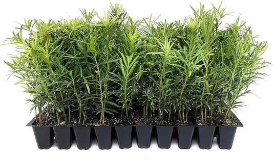 Podocarpus Macrophyllus Japanese Yew | 40 Live Plants | Podocarpus macrophyllus | Privacy Hedge Shrub | Evergreen Landscaping Plants for Gardens & Borders