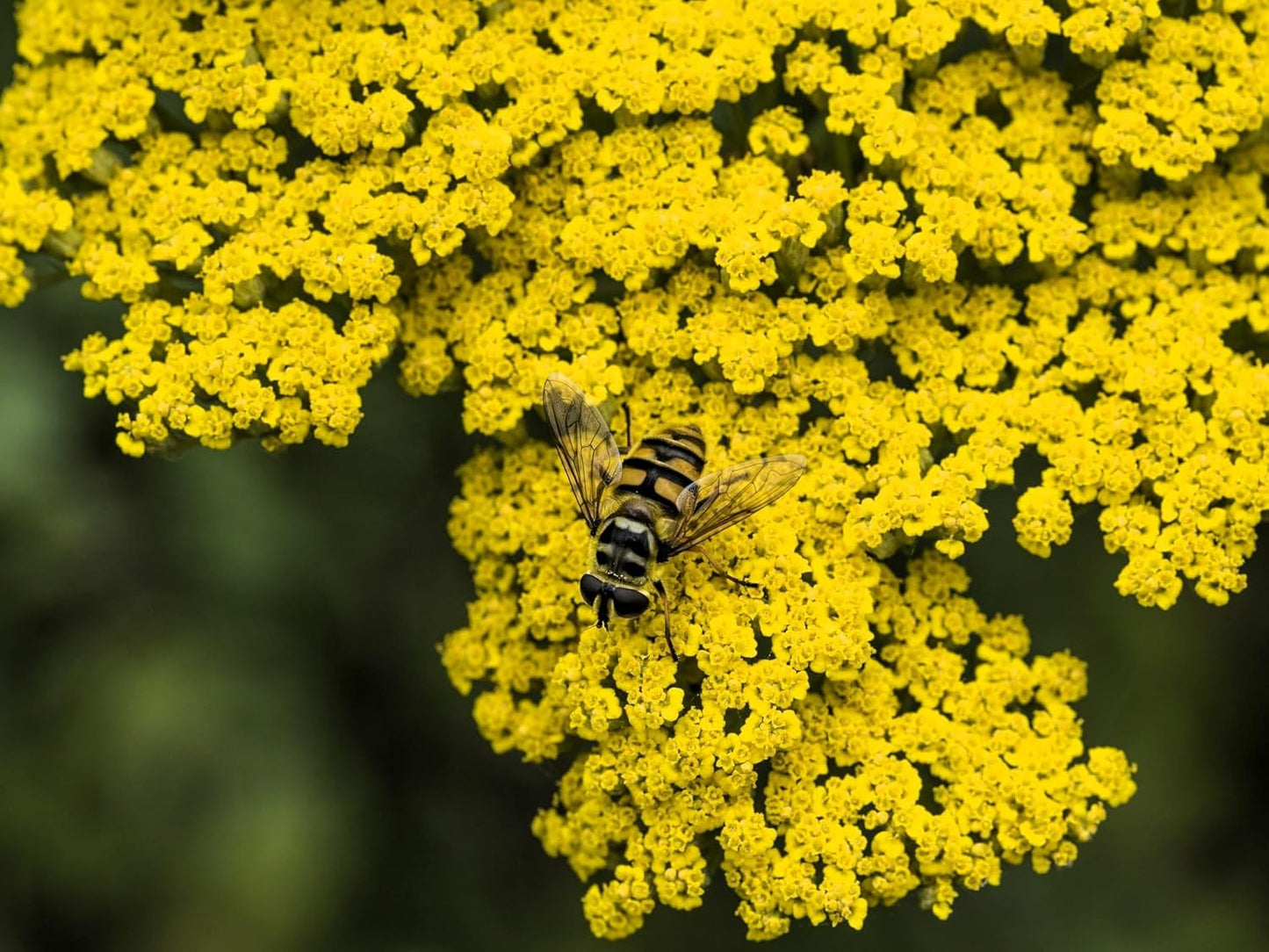 Greenwood Nursery: Live Perennial Plants - Achillea 'Moonshine' Yarrow - [Qty: 10x Pint Pots] - (Click for Other Available Plants/Quantities)