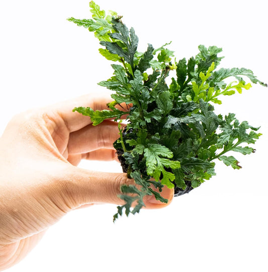 Java Fern Live Aquarium Plants – Windelov, Narrow Leaf & More– Easy Aquascaping Plants for Freshwater Tanks, Low Light, No CO₂ (Bolbitis Difformis 'Mini' on Nutripad)
