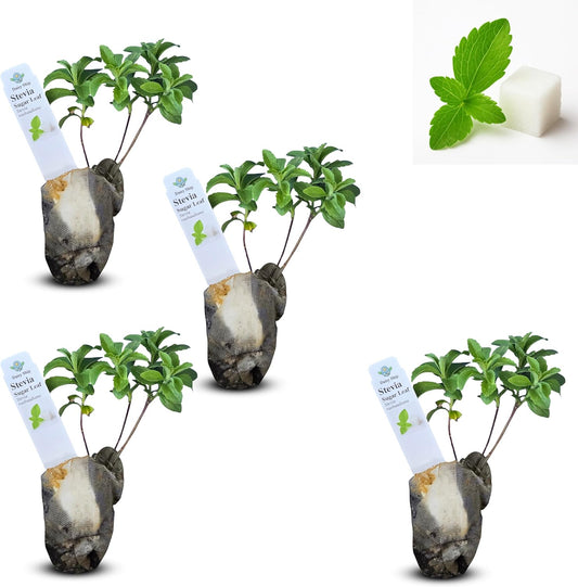 Live Stevia rebaudiana Plants, Sweet Leaf or Sugar Leaf, Natural Sugar Substitute Herb, Easy to Grow (4 stevia sacs)
