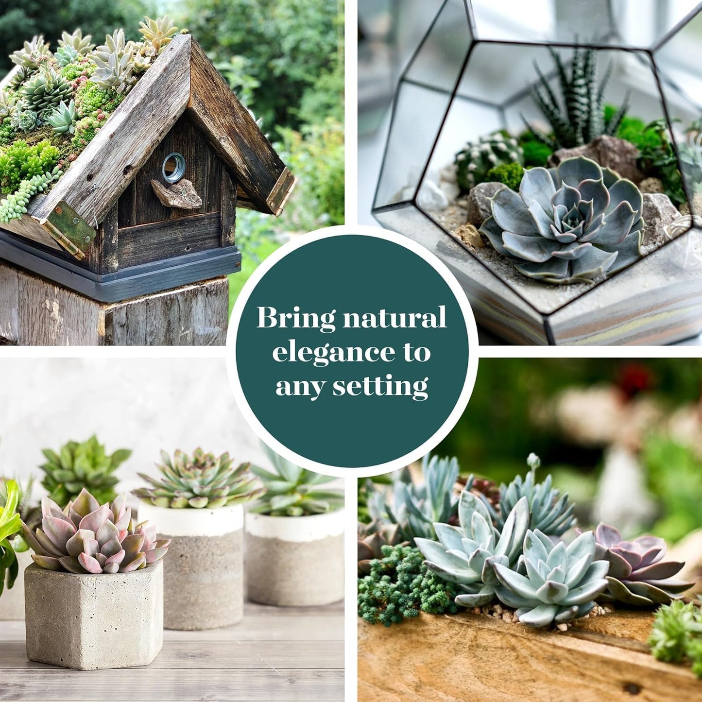 Shop Succulents Rosette Succulent Plant Pack Collection - Live Mini Succulent Plants, Low Maintenance, Floral Shaped Mix of Colors & Textures - Wedding and Party Favors, Gift & Garden, Pack of 100