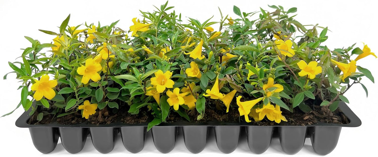 Carolina Jasmine | 20 Live Plants | Gelsemium sempervirens | Fast-Growing Flowering Vine for Trellises & Fences | Climbing Landscape Plants