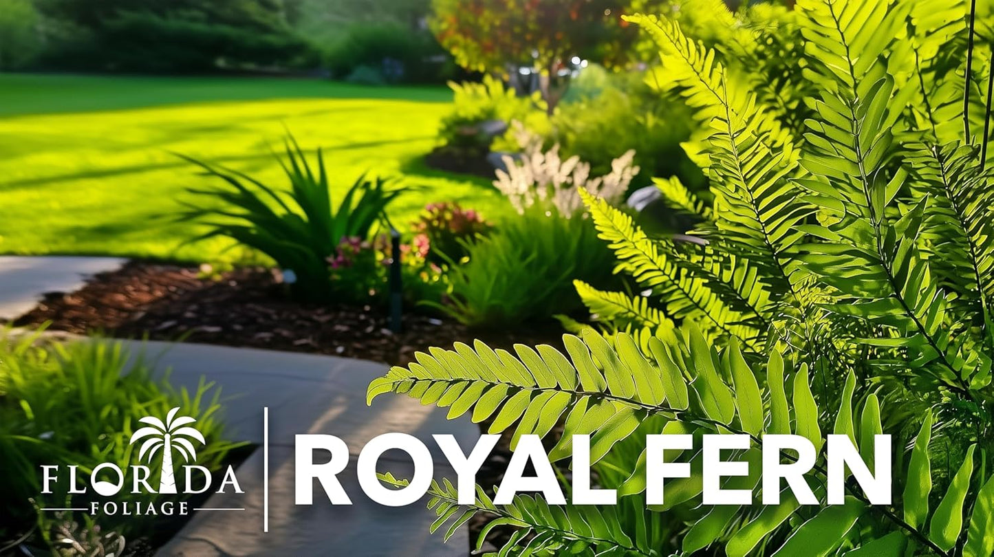 Royal Fern | 3 Live Plants | Osmunda regalis | Decorative Shade-Loving Perennial | Lush Green Foliage for Moist Gardens & Landscapes