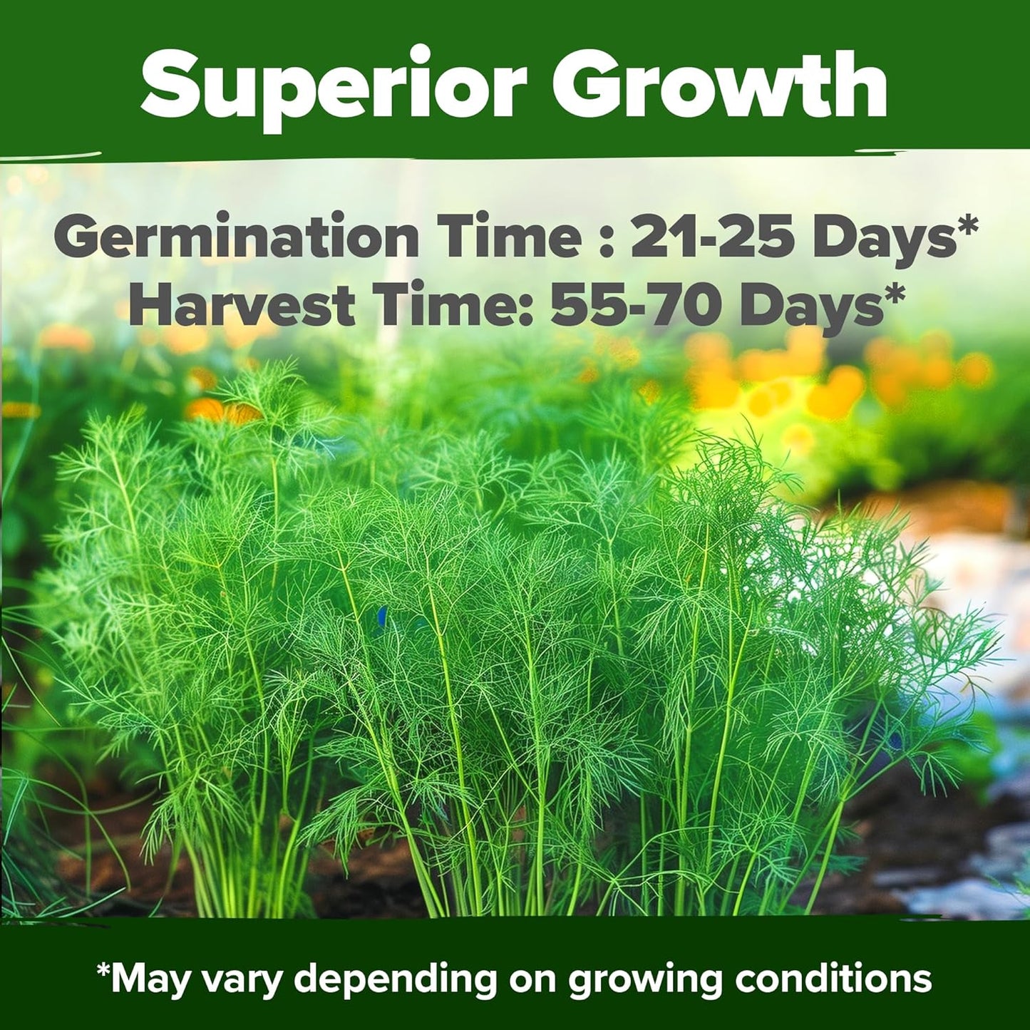 HOME GROWN 𝗨𝗦𝗔 𝗣𝗥𝗘𝗠𝗜𝗨𝗠 Dill Seeds for Planting 1,014 Bouquet Dill Seeds 𝗡𝗢𝗡-𝗚𝗠𝗢 and Heirloom Herb Seeds for Planting Outdoors, Grow Your Fragrant Dill Herb Garden (Anethum graveolens)