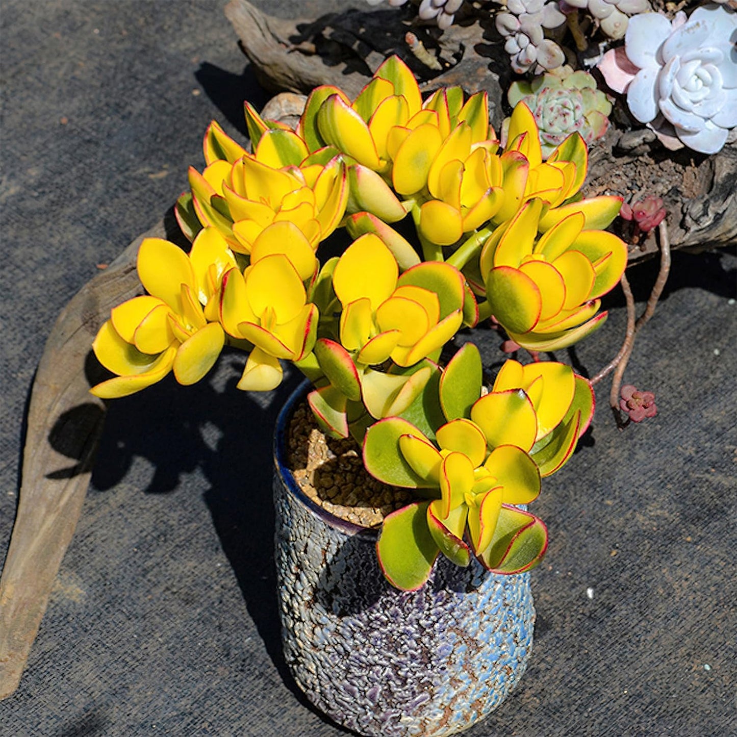 Sprout N Green Golden Jade - Crassula Ovata 'Hummel Sunset', Rare Cute Succulent Plant Fully Rooted in 4" Pot