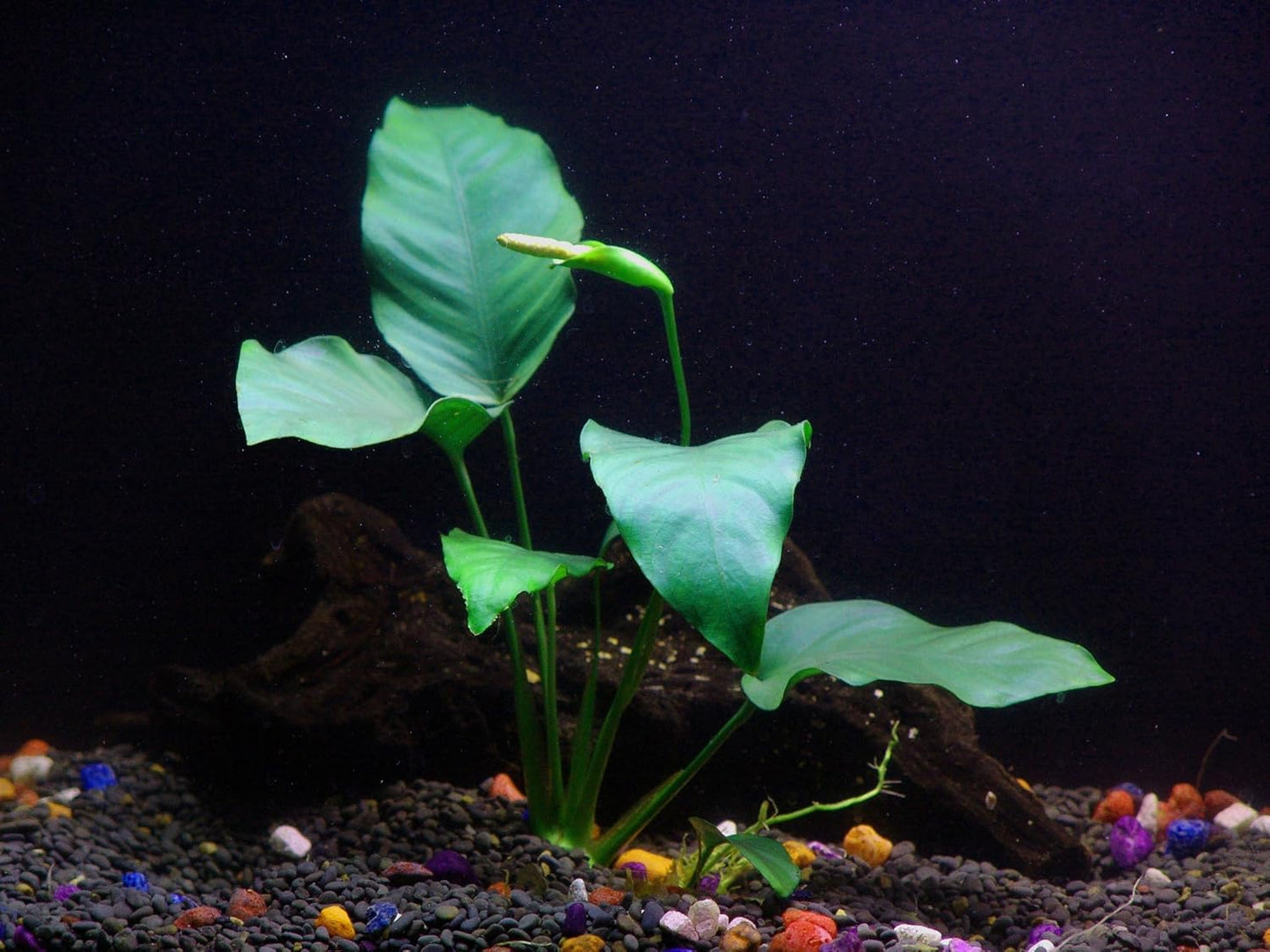 30+ Stems - 8 Species - - Anacharis, Amazon, Rotala, Ludwigia and More!
