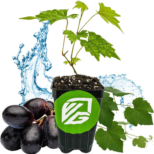 Southern Home Muscadine Grape - Vitis rotundifolia by Wellspring Gardens - Stunning Ornamental Vine, Grapevine for Southern Gardens, Unique Oak-Shaped Leaves, Juicy Black Grapes - Starter Plant