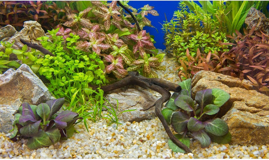 Aquarium Background Various Underwater Grass Plants Pebble Aquarium Backdrop Vivid and Fresh Green Aquatic Plants Stone River Bed and Dead Wood Purple Leaves Tank Background Vinyl 72x24in