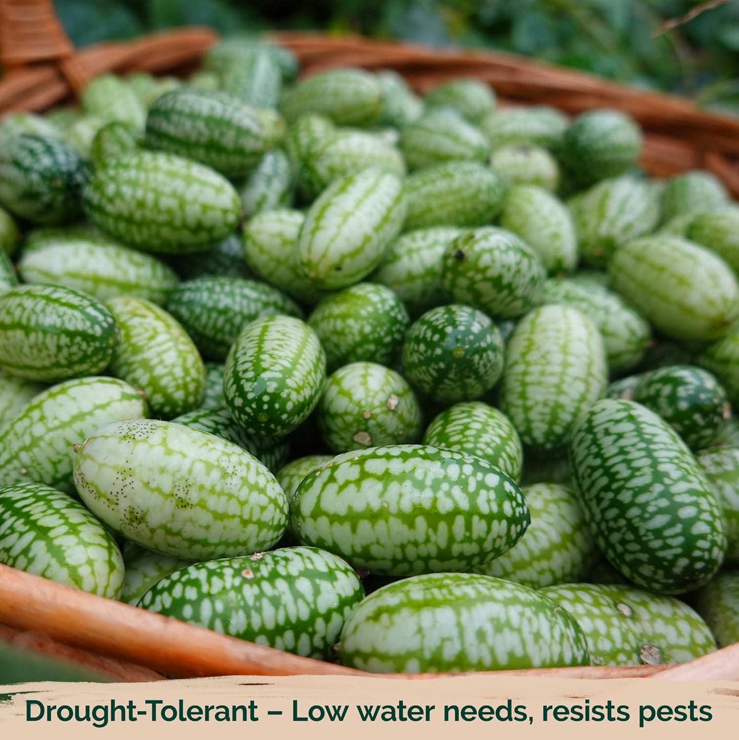 KVITER 75 Cucamelon Seeds for Planting (Melothria Scabra) – Mexican Sour Gherkin Seeds, Gherkin Cucumber, Mexican Mini Watermelon – Heirloom Vegetable Seed for Outdoor & Indoor Garden, Containers