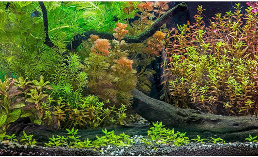 Aquarium Backdrop Underwater Grass Leaves with Pebbles Exquisite Aquarium Background Vivid Green Aquatic Plant Stone River Bed Fish Dead Wood Fresh Leaves Tank Background Decors Vinyl 24x16in