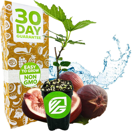 Beer's Black Fig Tree (Dwarf Habit) Live Plant - Ficus carica 'Beer's Black' - Wellspring Gardens - Cold-Hardy Fig, Dwarf Fig Tree, Compact Fig Plant - Fruit Bearing Starter Tree