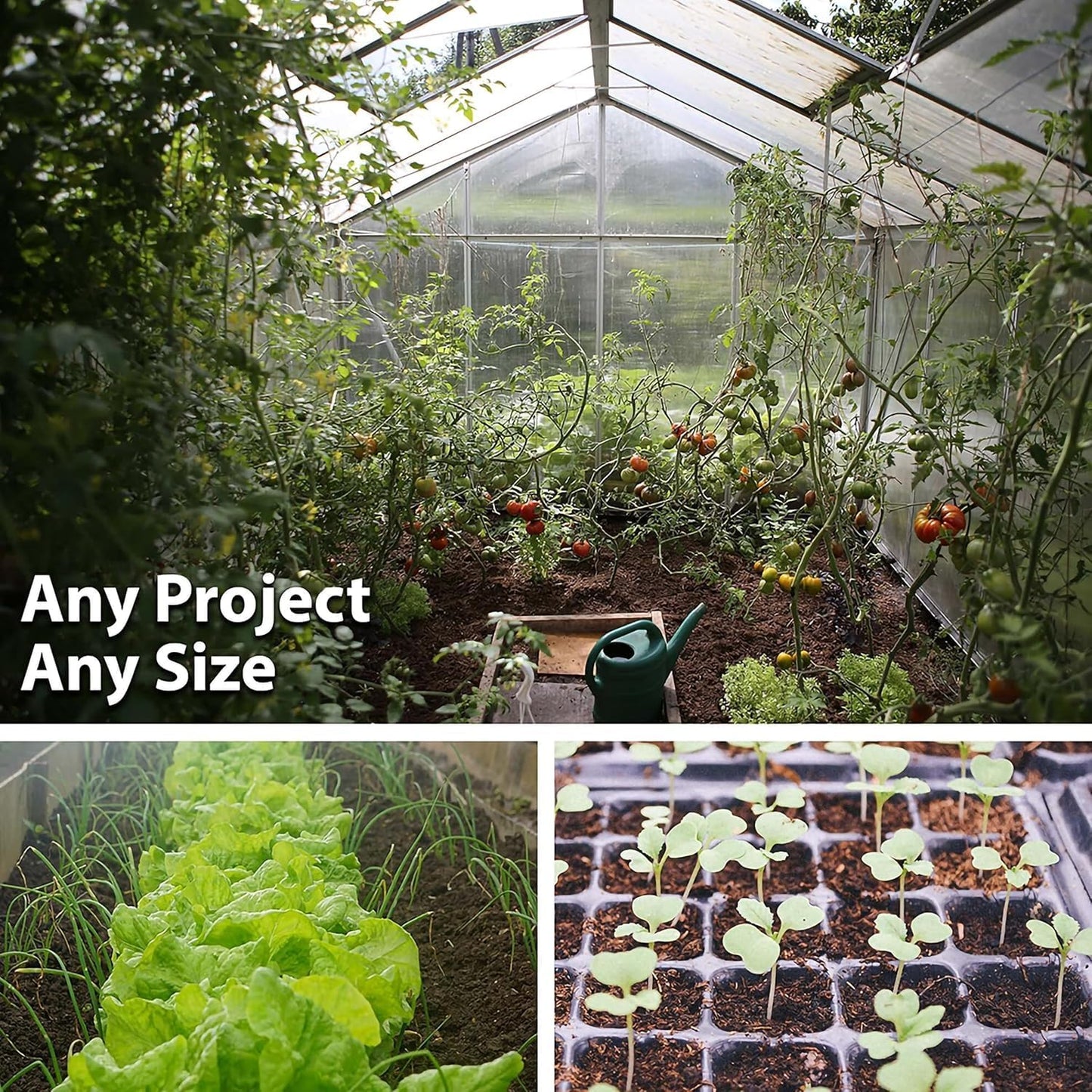 Thai Ornamental Hot Pepper 4 Oz ~48,800 Seeds – Non-GMO, Heirloom, Open-Pollinated – 50K–100K SHU – Compact, Upright Plants – Edible & Decorative – Heat-Tolerant