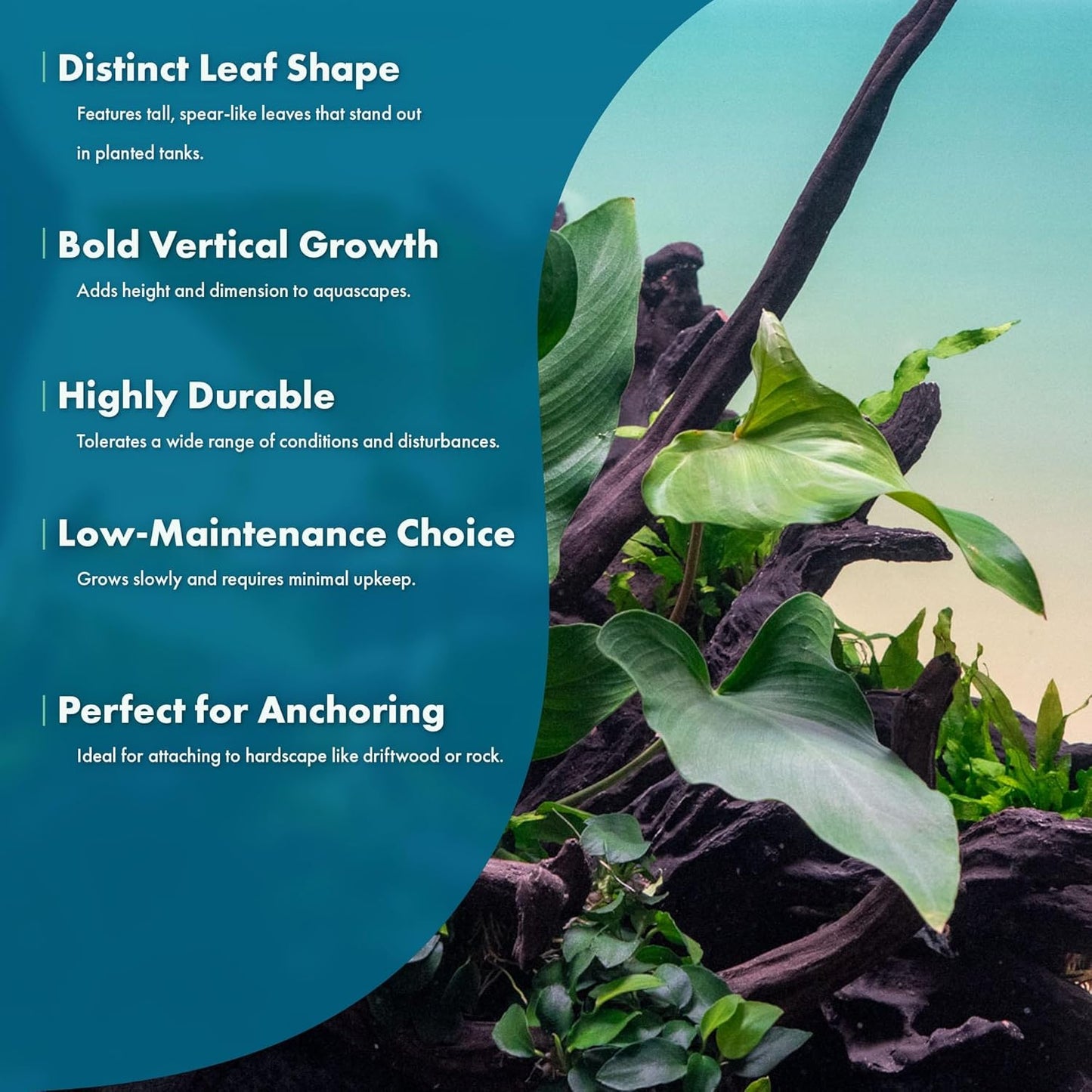 Live Plants – Anubias Hastifolia (Anubias hastifolia) – Low to Moderate Light, Medium to Dark Green Arrow-Shaped Leaves, Midground to Background Tank Placement - Pot, 3 Pack