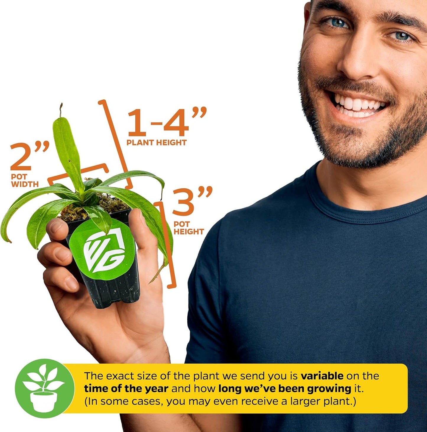 Miranda Carnivorous Pitcher Plant - Nepenthes Miranda - Wellspring Gardens Starter Plant - Unique & Exotic Tropical for Indoor/Outdoor Growing & Planting - Easy to Grow, Great for Nature Lovers