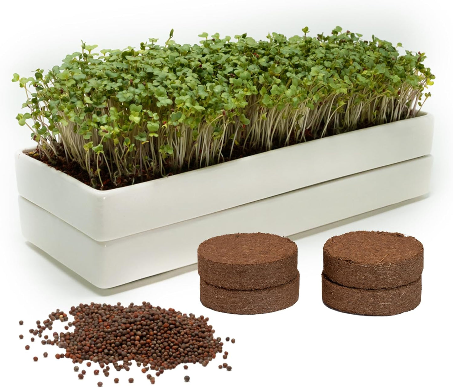 mizuna Microgreens Growing Kit – 2 Stackable White Ceramic Micro Greens Growing Trays (2x5x12 in), Coconut Coir, and Seeds for Stylish Indoor Micro Greens Growing