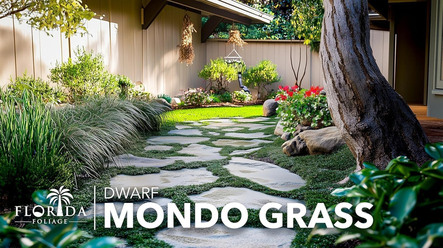 Dwarf Mondo Grass | 50 Live Plants | Japonicus Nanus | Shade Loving Evergreen Lilyturf Groundcover