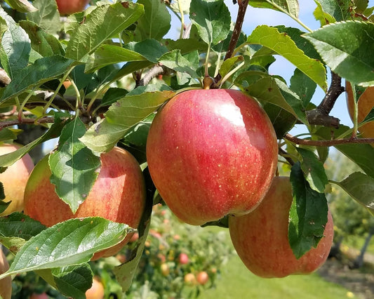 TriStar Plants - Gala Apple Tree - 1 Gallon - Healthy Established Roots, Semi Dwarf Apple Tree, Easy Care Orchard