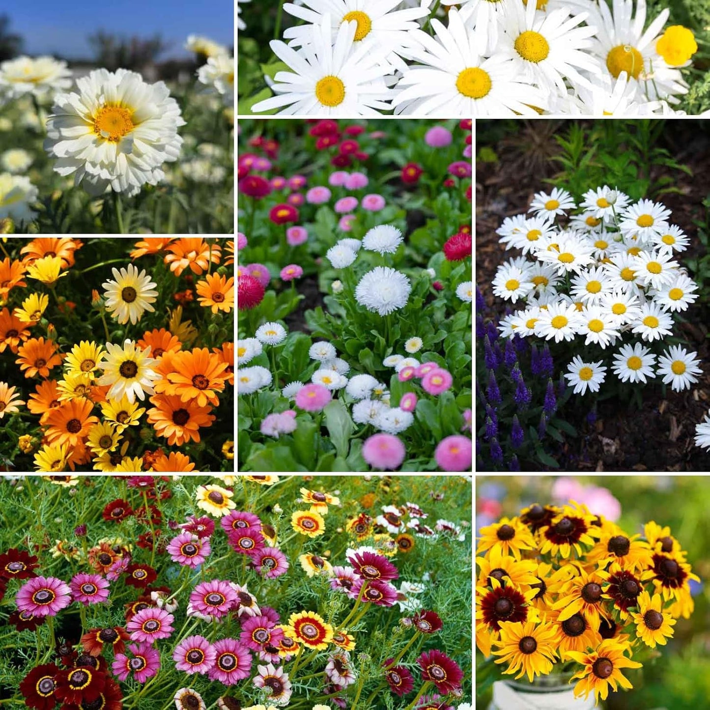 Eden Brothers Daisy Crazy Flower Mixed Seeds for Planting, 5 lb, 2,400,000+ Seeds with Creeping, Painted, Yellow Daisy | Attracts Pollinators, Plant in Spring or Fall, Zones 3, 4, 5, 6, 7, 8, 9, 10
