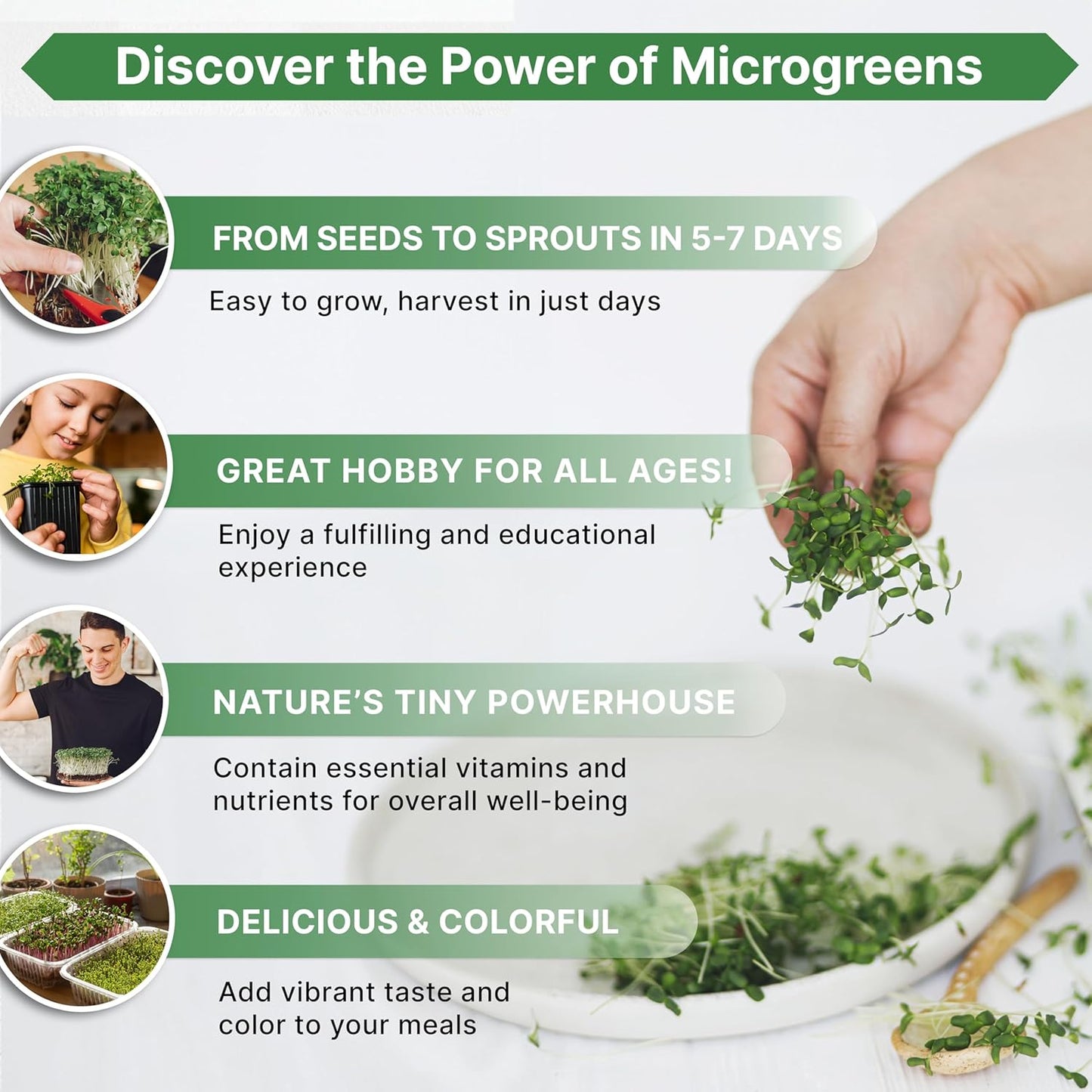 Organo Republic Beet Sprouting & Microgreens Seeds - 20,000 Non GMO Heirloom Seeds, Sprouts in Bulk 1lb Resealable Bag for Planting and Growing in Soil, Coconut Coir, Aeroponic & Hydroponic System