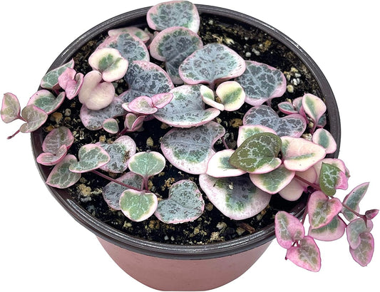 Live Succulent 4" Variegated String of Hearts, Succulents Plants Live, Succulent Plants Rooted, Hanging House Plant for Home Office Decoration, DIY Projects Party Favor Gift by The Succulent Cult