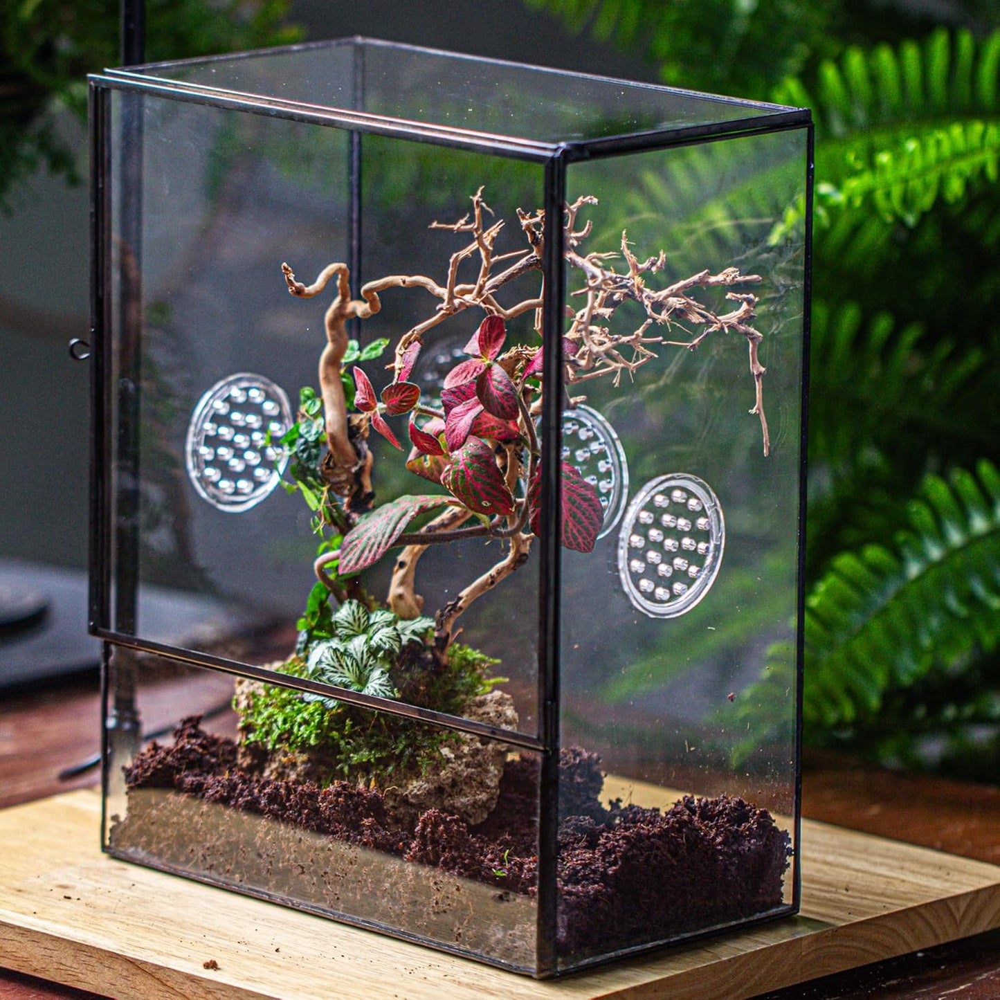 NCYP Glass Terrarium with Front Opening Door and 3 Vents for Insects, Snail, Spider, Glass Enclosure - 8"x4.5"x10" Clear Closed Plant Greenhouse Box (Terrarium Only)