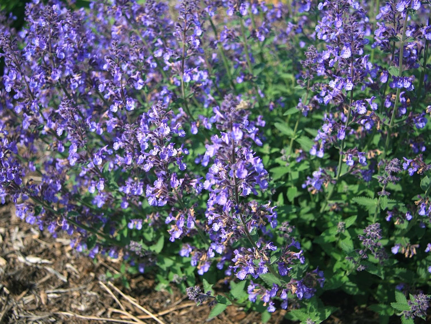Greenwood Nursery: Live Perennial Plants - 'Junior Walkers Low' Catmint + Nepeta × Faassenii - [Qty: 3X Pint Pots] - (Click for Other Available Plants/Quantities)