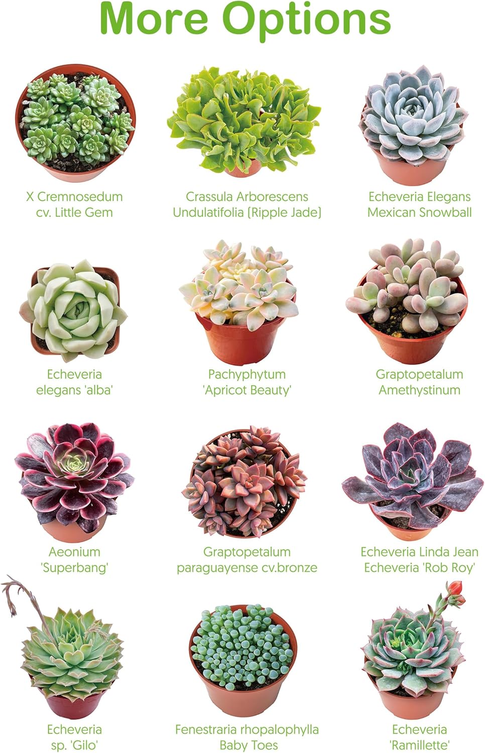 Live Succulent Donkey Tails, Approx 2-inch Large, Potted Succulents, Fully Rooted, Easy Care House Plants