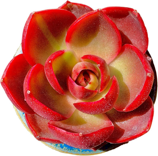 FWPP Live Succulents Plants Echeveria Red Lantern 2.5 inches,Rare red Succulents Bare Root Without Pot Soil, Live Plants Indoor Office Decoration Wedding and Gift