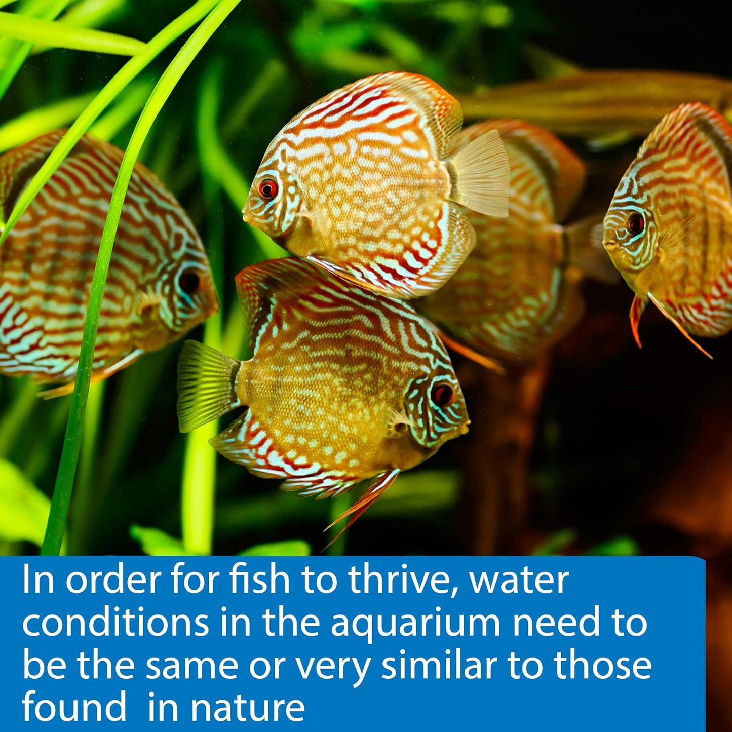 API 5-in-1 Test Strips Freshwater and Saltwater Aquarium Test Strips 25-Count Box