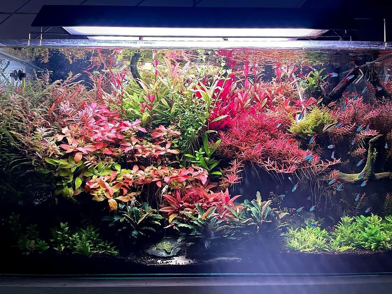 Live Aquarium Red Stem Plants - Freshwater Aquatic Plant for Fish Tanks, Aquascaping - (Ludwigia Natans Super, 1 Bunch)