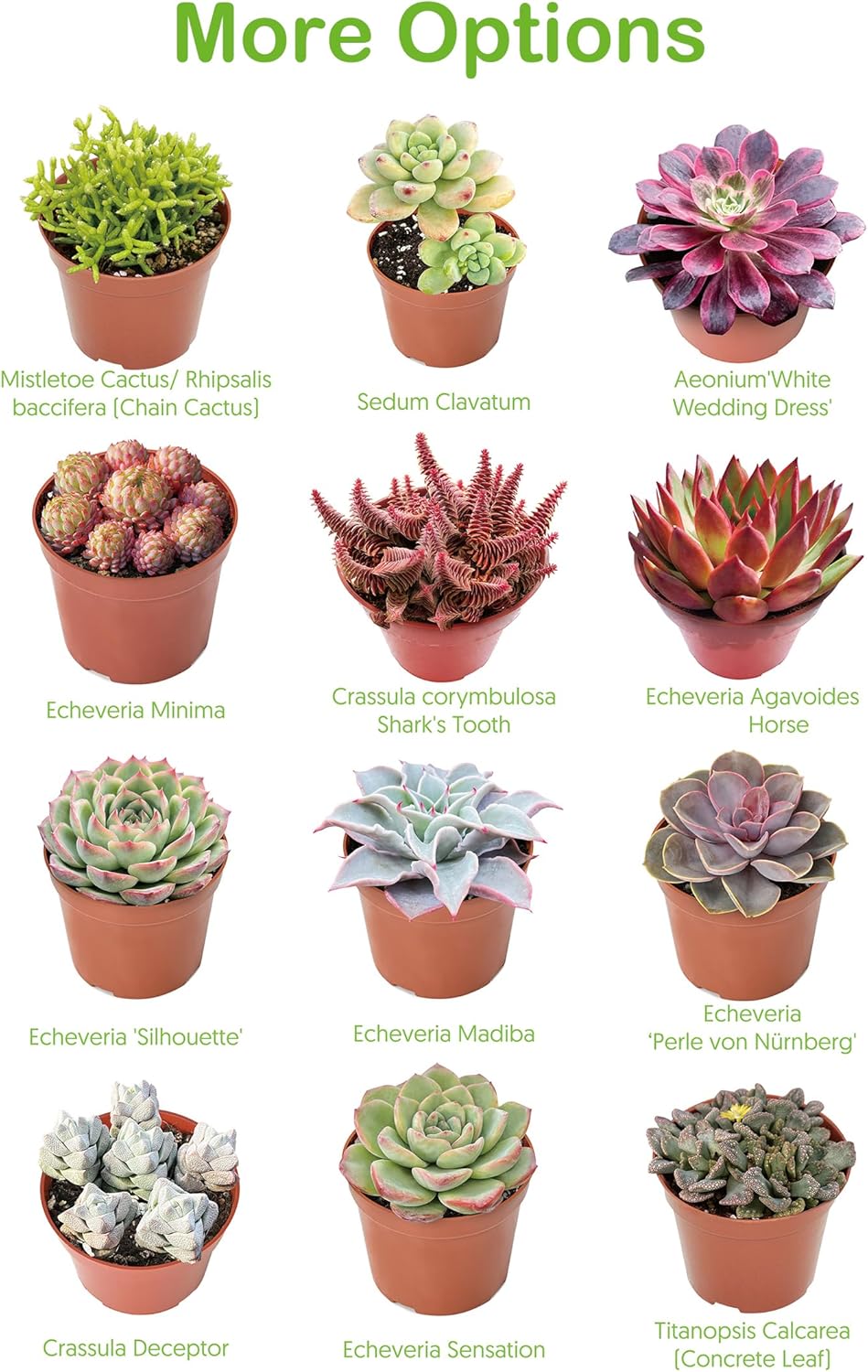 Live Succulents 'String of Bananas' (4-inch), Succulent Plants Fully Rooted in Pots with Soil, Easy-Care House Plant for DIY, Home Office Decor, Wedding Party Favor