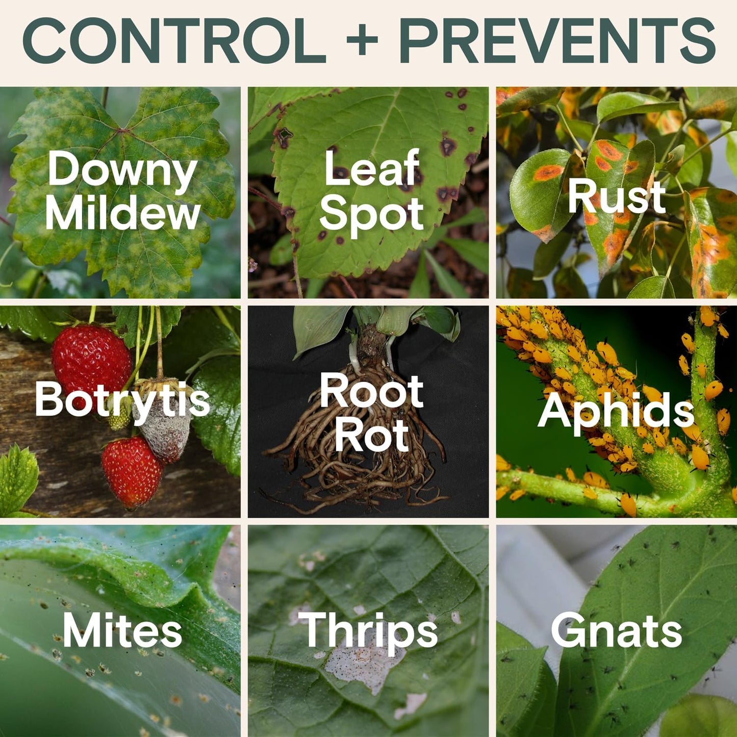 Organic Insecticide & Fungicide for Plants – Indoor & Outdoor Plant – Controls Powdery Mildew, Spider Mites, Aphids, Gnats & More – Safe Pesticide for Houseplant Insect Control, Vegetables & Lawns