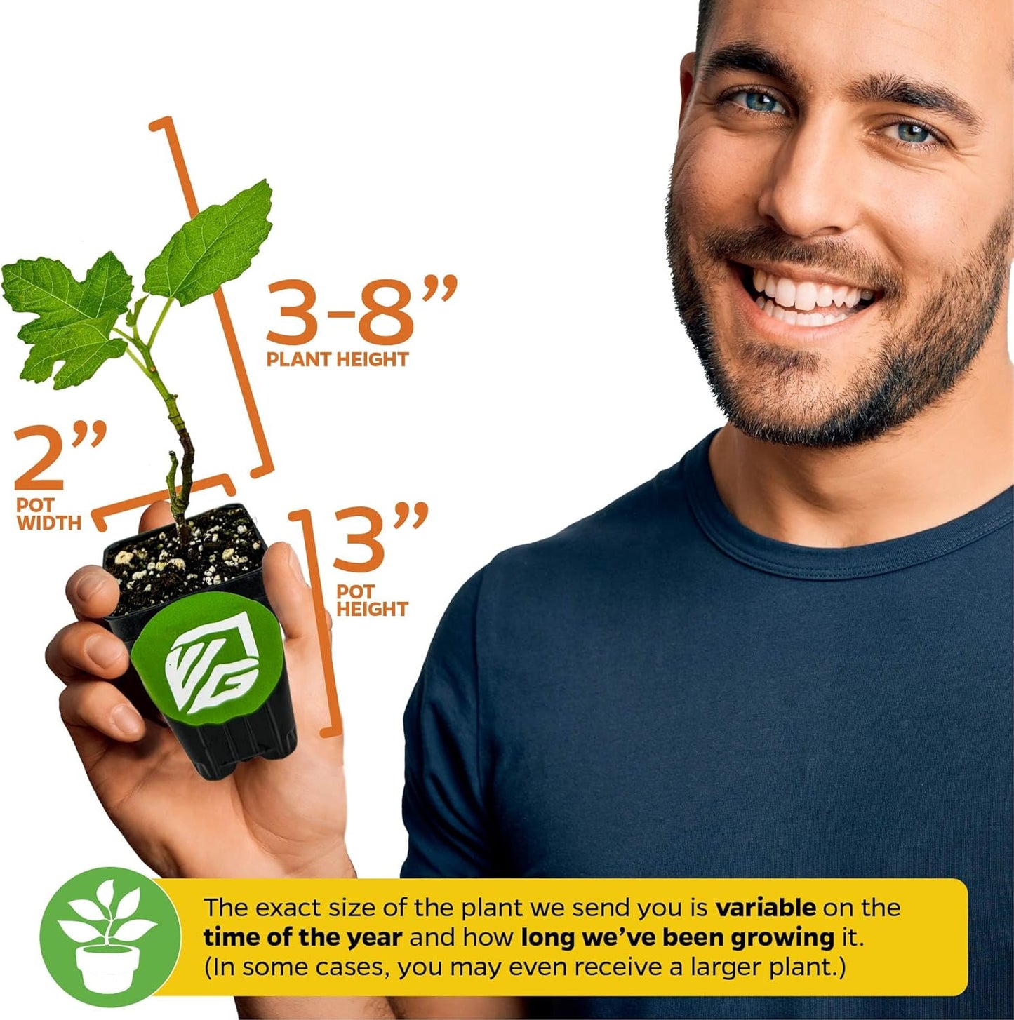 Black Mission Fig Tree Live Plant - Ficus carica - Wellspring Gardens Starter Plant