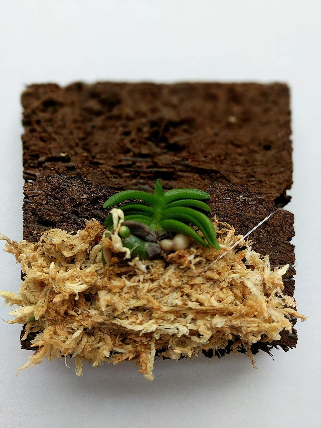 Schoenorchis seidenfadenii, Sweet Fragrance, Wood Board Mounted