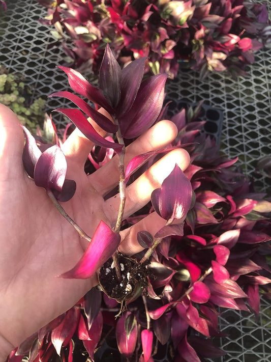 Tradescantia Zebrina ~ 20 Rooted cuttings ~ Red Gem ~ Rare Wandering Jew (20 Pieces)