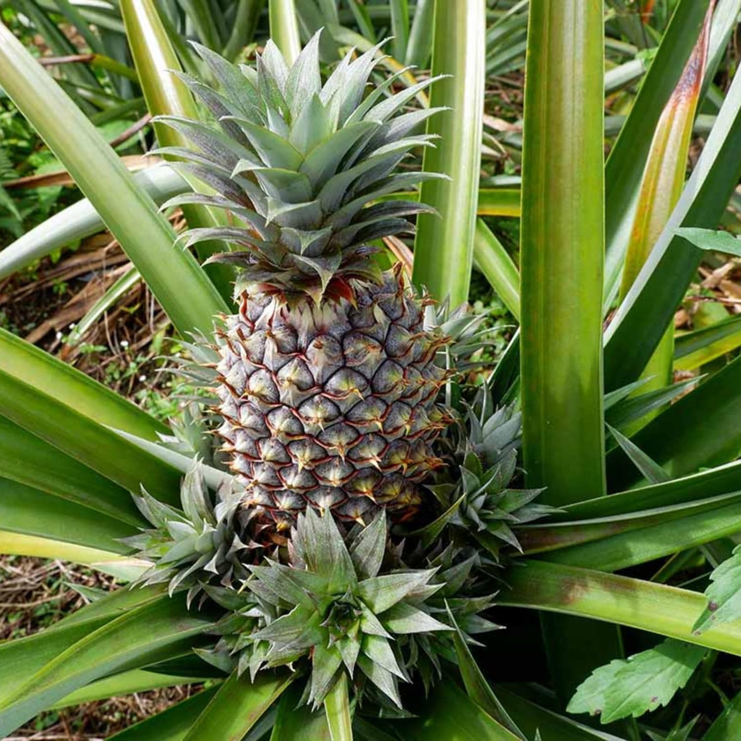 3 White Jade Pineapple Plants Live, 5-9 Inch Tall, Tropical Pineapple Fruit Tree Seedlings for Planting
