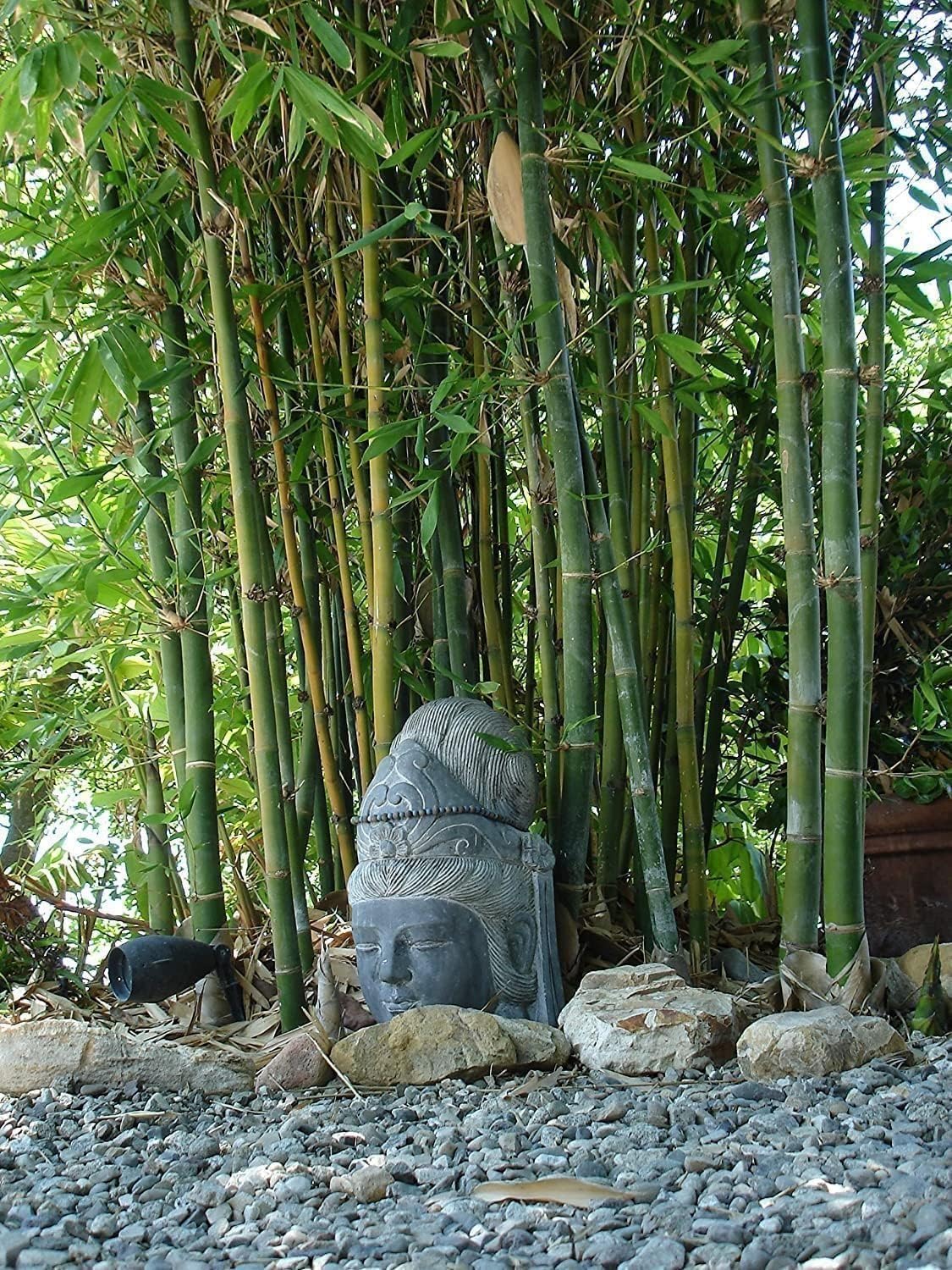 Oldhamii Bamboo | 1 Live Plant | Bambusa Oldhamii | Privacy Screen Bamboo | Fast-Growing Garden Foliage | Tall Decorative Landscape Specimen