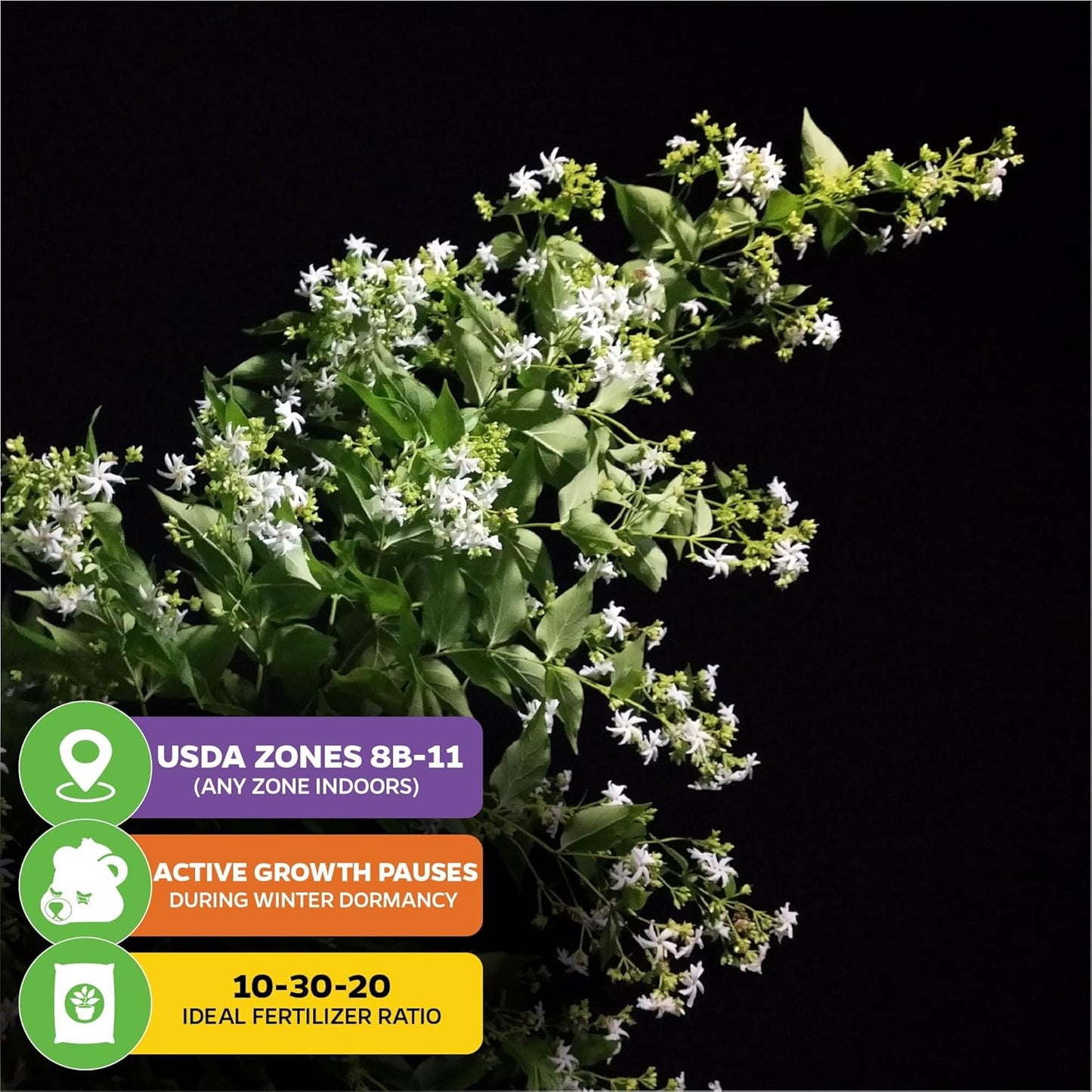 Night Blooming Jasmine Live Plant - Cestrum nocturnum - Wellspring Gardens Starter Plant