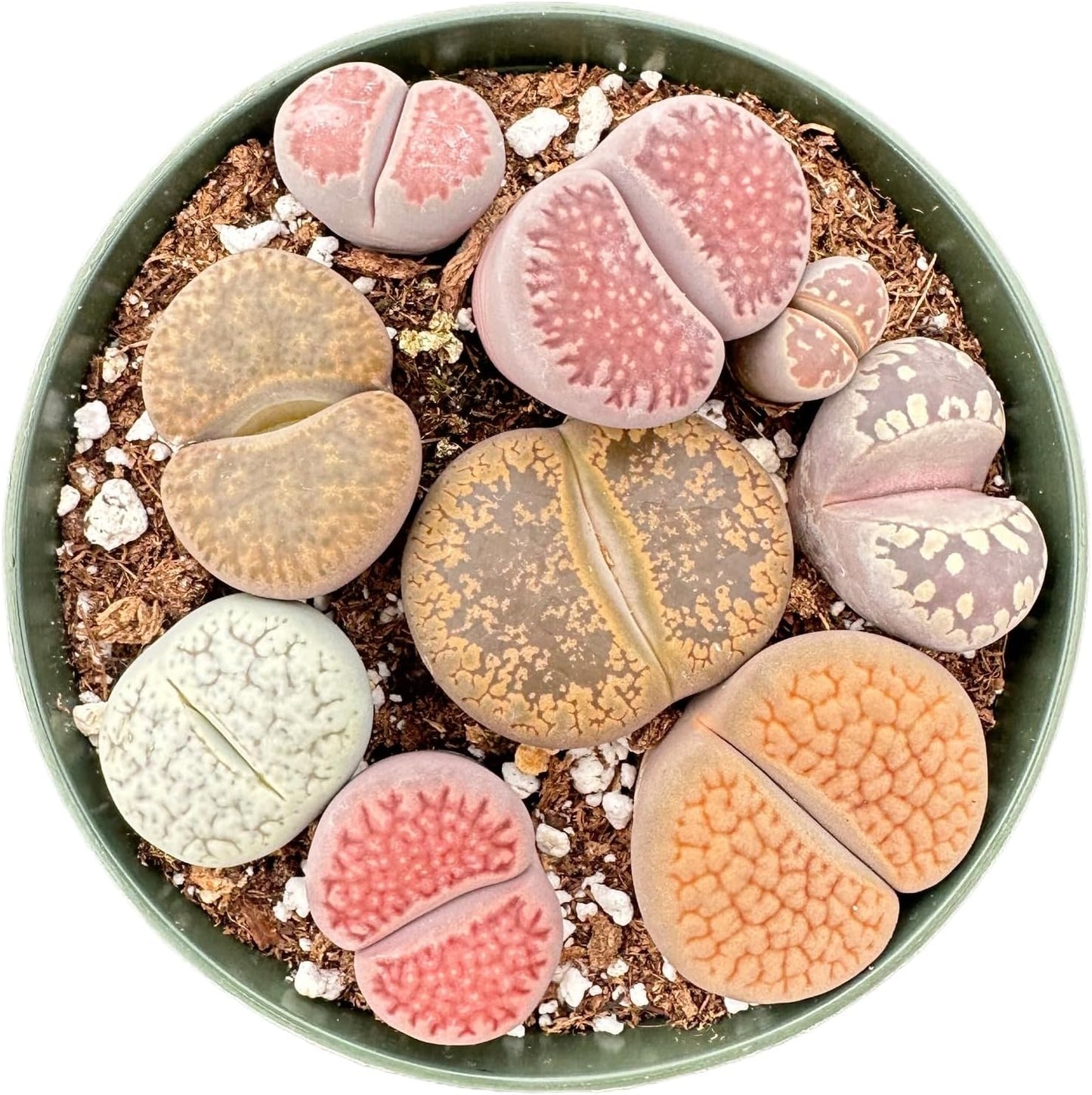 Sprout N Green Rare Lithops Collection, Living Stone Plant Fully Rooted in 4" Pot, Cute Potted Succulents Houseplant Pebble Plant, Great for Terrarium Arrangement, DIY Project