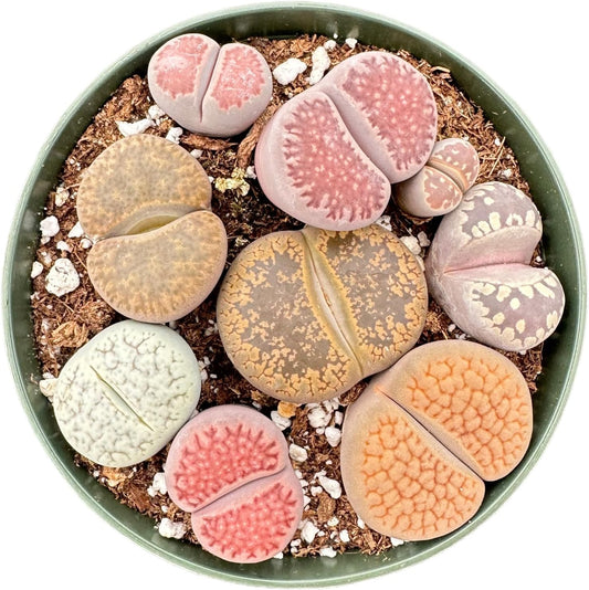 Sprout N Green Rare Lithops Collection, Living Stone Plant Fully Rooted in 4" Pot, Cute Potted Succulents Houseplant Pebble Plant, Great for Terrarium Arrangement, DIY Project