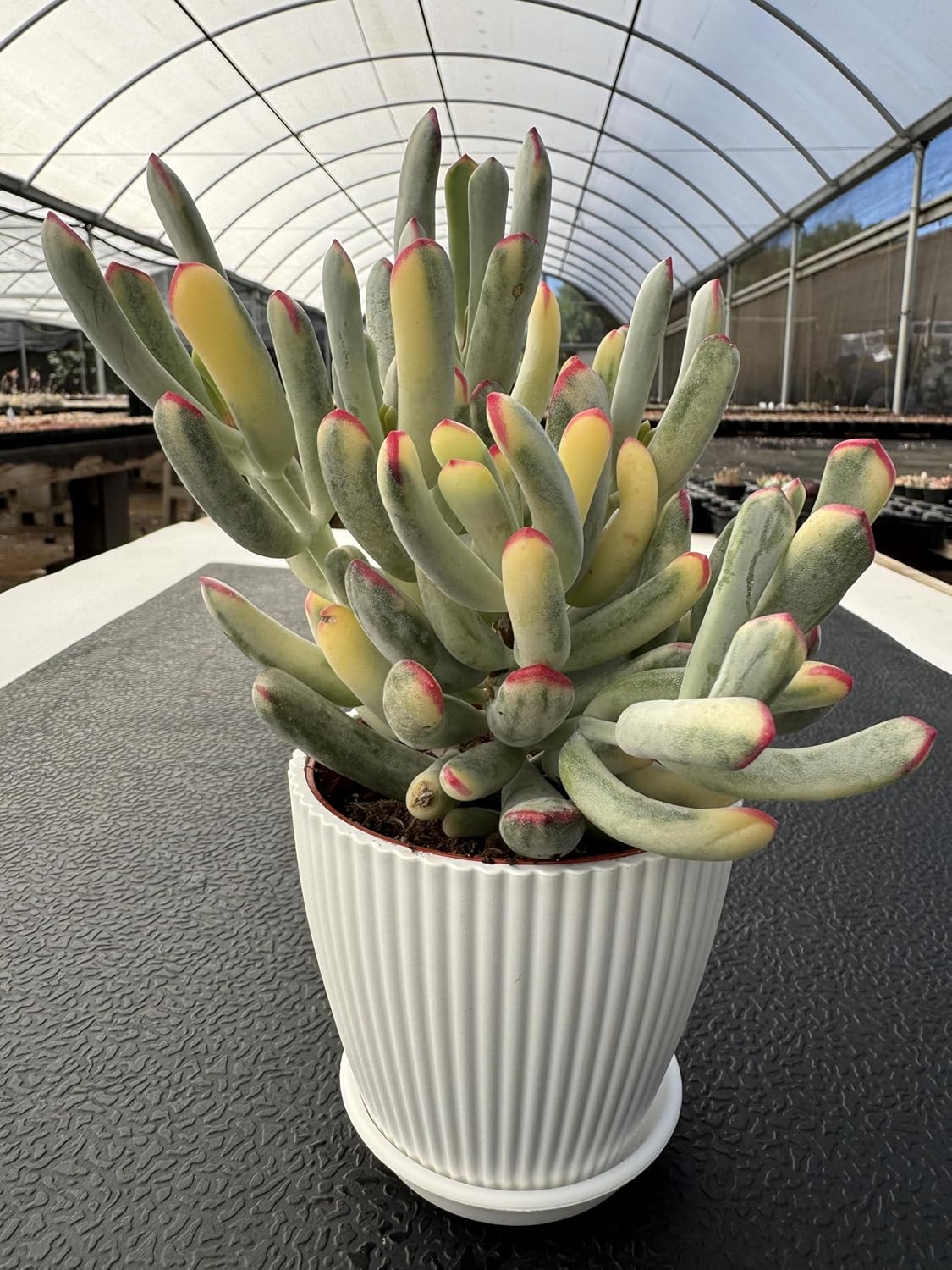 Cotyledon Orbiculata cv. Long Leaf Variegated Succulent with White Stripe Pot, Rare Live Succulent Plant, Home Office Indoor Outdoor Wedding Decoration DIY Projects Party Favor