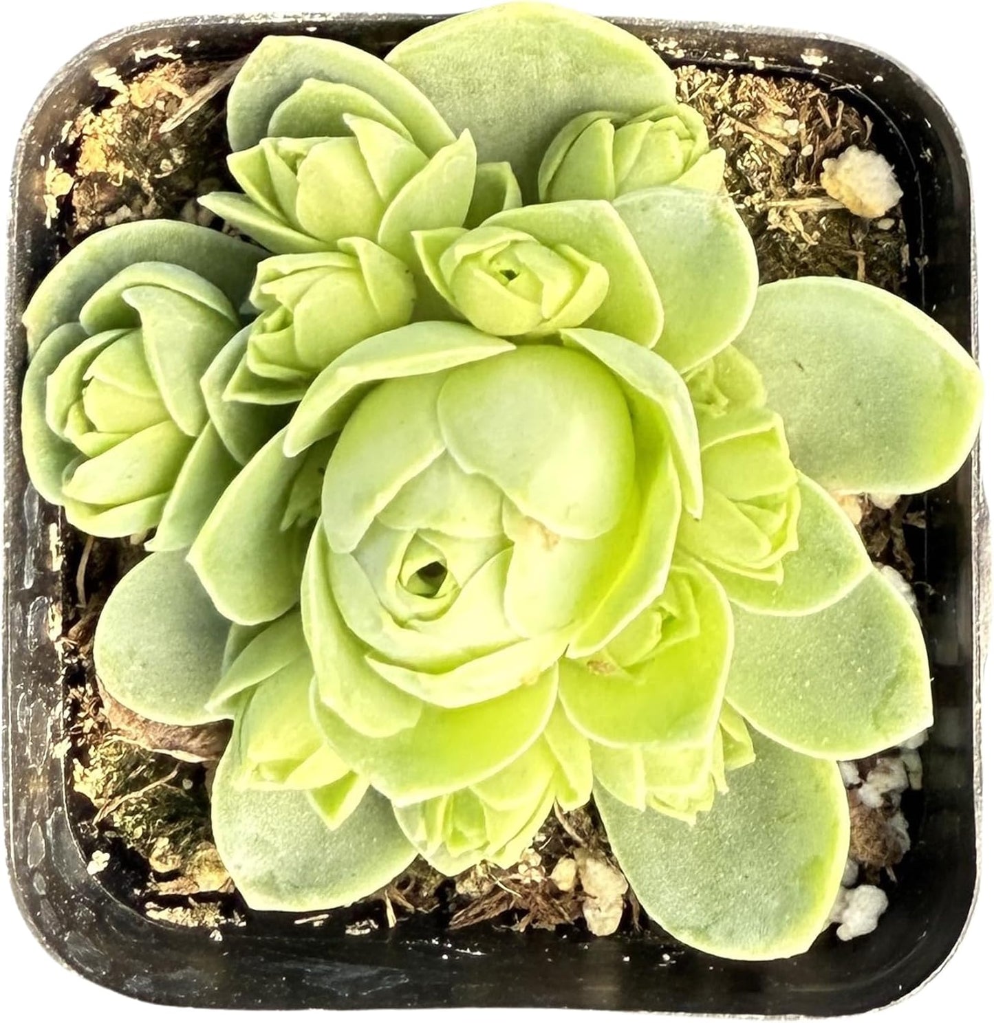 Sprout N Green Greenovia Dodrantalis | Aeonium dodrantale, 1 Live Succulent Plant Fully Rooted in 2" Pot, House Plant for Indoor Outdoor Home Office Wedding Decoration DIY Project Party Favor