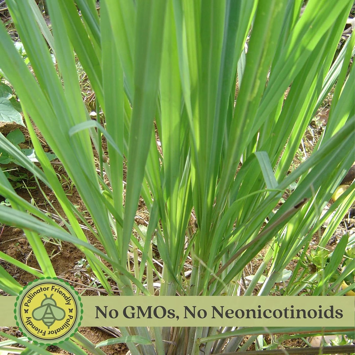 Clovers Garden 2 Large Lemongrass Plants Live - Mosquito Repellent Plants 4”– 7” Tall in 3.5” Pots - Non-GMO Edible Medicinal Herb Cymbopogon Citratus