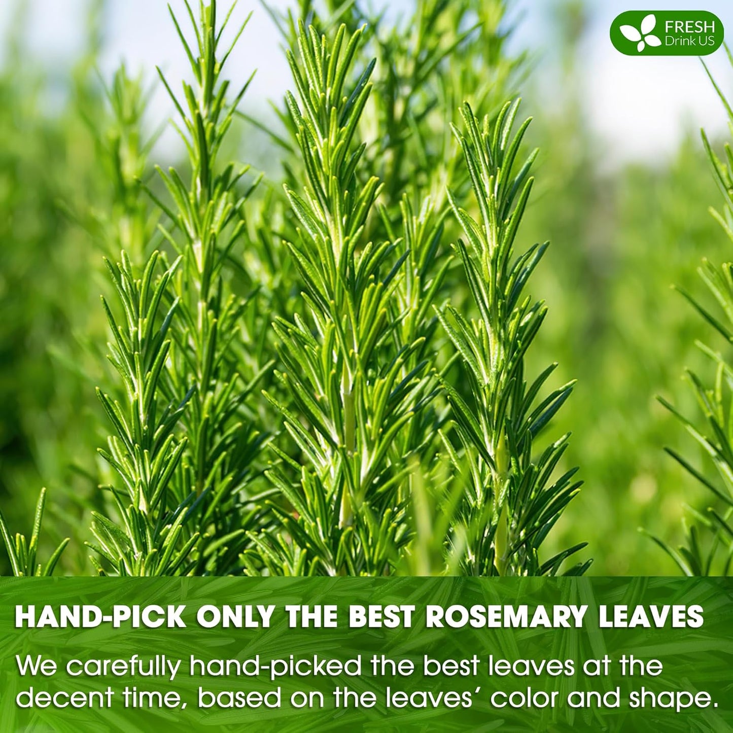 FreshDrinkUS, Premium 100 Rosemary Leaf Tea Bags, Made with 100% Natural Rosemary Dried Leaves, Pure Rosemary Herbal Tea, No Additives, No Caffeine, No Gluten, Vegan.