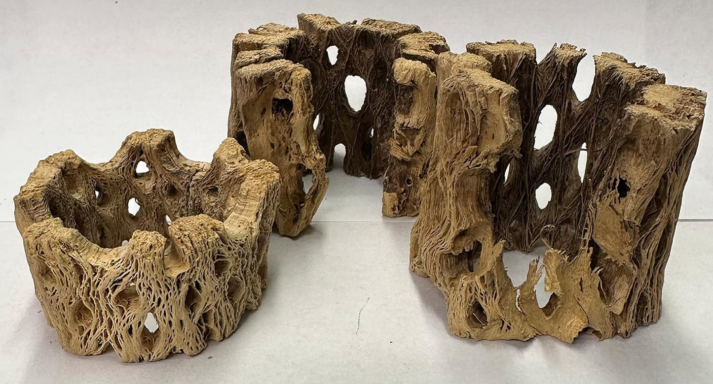 3 Natural Cholla Wood Air Plant Display Holders Individually Unique Round Decorative Stands (3 Pack Cholla Rounds)