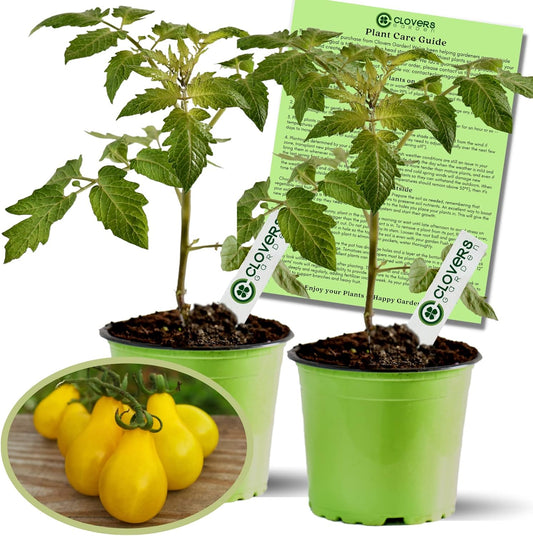 Clovers Yellow Pear Tomato Plants – Two (2) Live Plants – Non-GMO - Not Seeds - Each 4" to 8" Tall – in 4" Inch Pots - Heirloom, Indeterminate