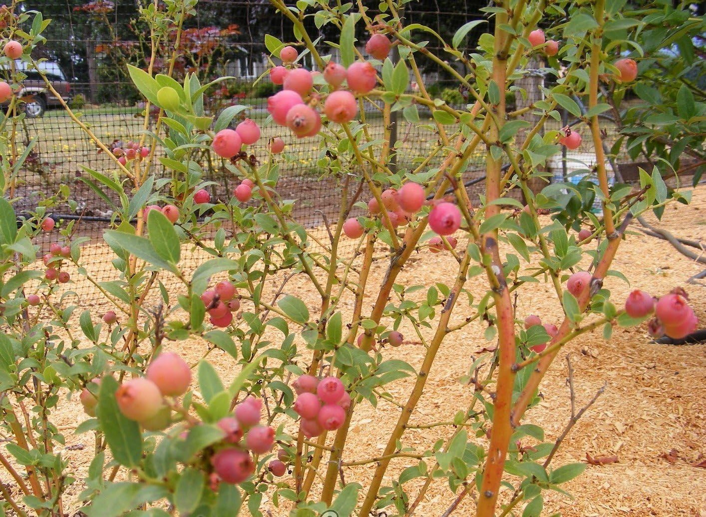 Pink Lemonade Blueberry ( Vaccinium ) - Quart Pot