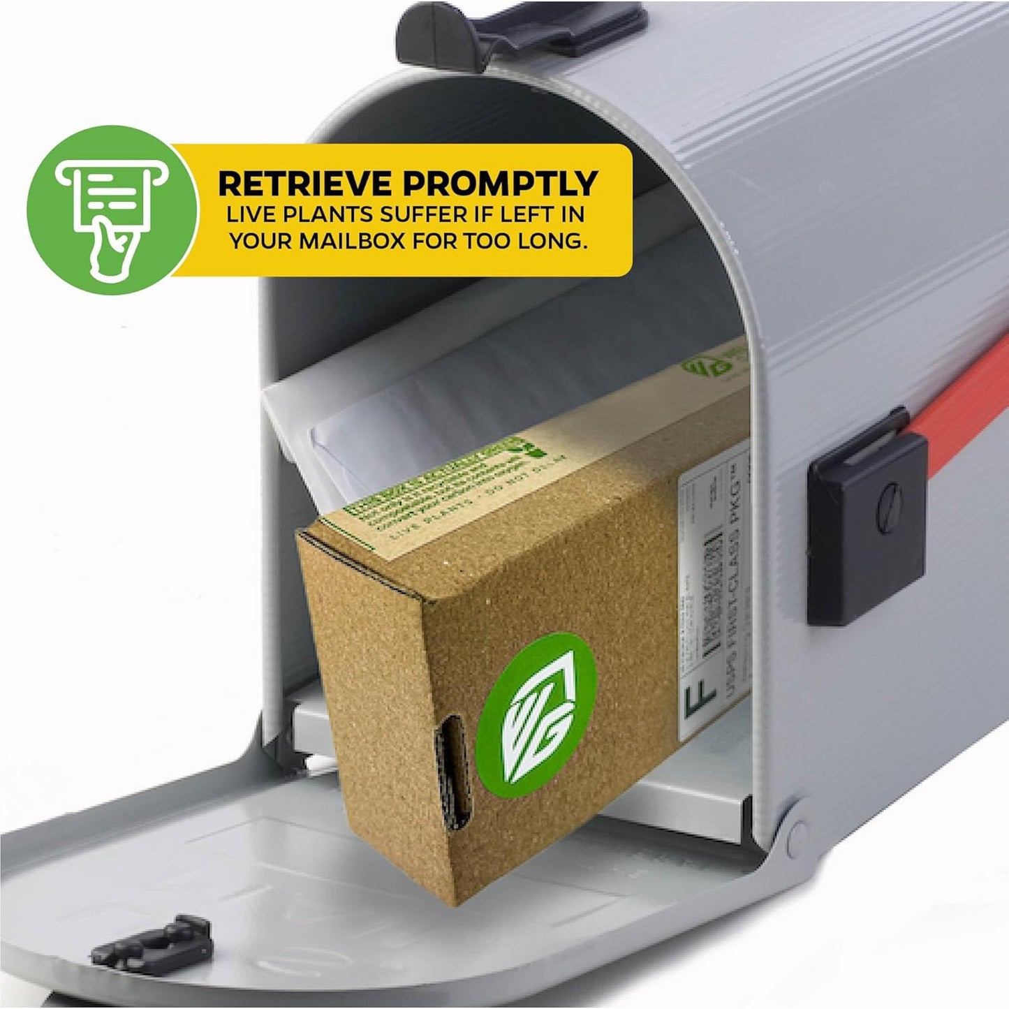 Yerba Mate - Ilex paraguariensis by Wellspring Gardens - South American Tea Plant - Cultural Heritage Tree - Exotic Botanical Energizer - Holly Family Plant - Starter Plant Herb Plant