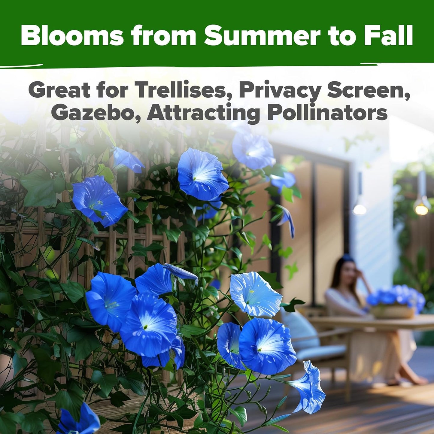 HOME GROWN 𝗨𝗦𝗔 𝗣𝗥𝗘𝗠𝗜𝗨𝗠 Heavenly Blue Morning Glory - 150 Heirloom Seeds for Planting, 𝗡𝗢𝗡-𝗚𝗠𝗢 Ideal for a Flower Garden That Attracts Pollinators and Birds (Ipomoea Tricolor)